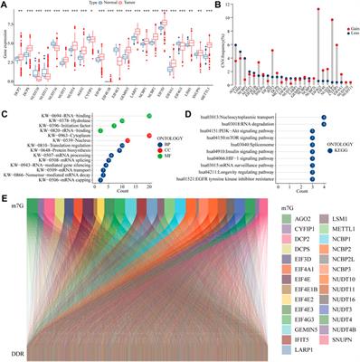 m7G-Related DNA Damage Repair Genes are Potential Biomarkers for Predicting Prognosis and Immunotherapy Effectiveness in Colon Cancer Patients